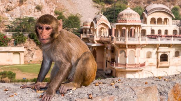 Makak rhesus, foto: Miroslav Bobek, Zoo Praha