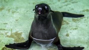 Návštěvníci Zoo Praha budou moci v sobotu prvně vidět v expozici lachtanů novou samičku Daisy. Foto: Petr Hamerník