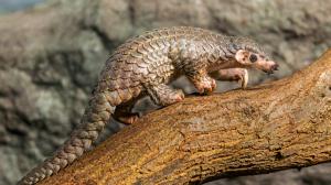 Prague Zoo’s female Chinese pangolin is the first of these scaly mammals to be born in Europe. Photo: Petr Hamerník, Prague Zoo