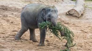 Pro slony jsou větve spíše zpestřením než krmivem. Největší radost z větví měla sloní samička Lakuna. Foto Tereza Mrhálková, Zoo Praha