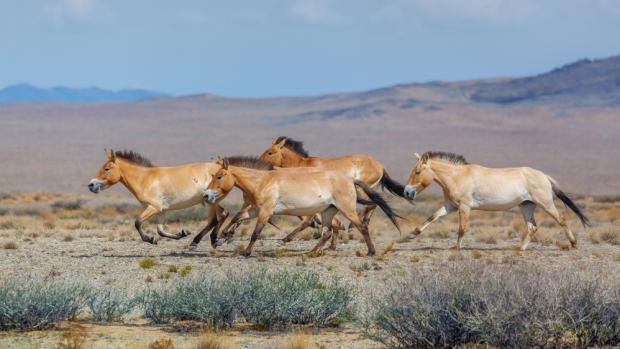 Przewalski’s horses run through the landscape of their ancestors in the Great Gobi B Strictly Protected Area in Mongolia. Such a sight will soon be a reality on the Altyn Dala steppe in central Kazakhstan. Photo Miroslav Bobek, Prague Zoo