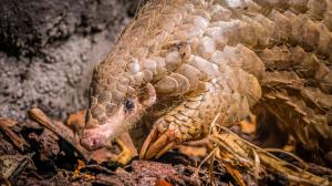 Samice luskouna krátkoocasého Run Hou Tang. Foto: Petr Hamerník, Zoo Praha