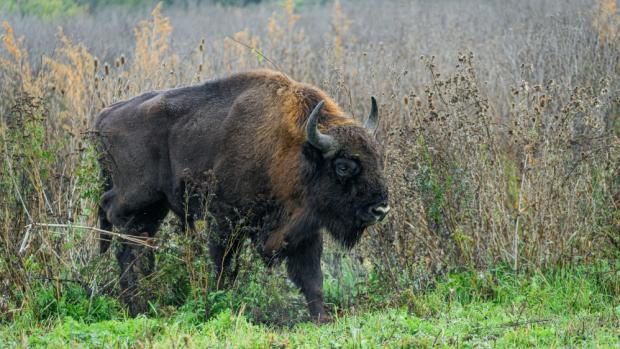 Foto: Petr Hamerník, Zoo Praha