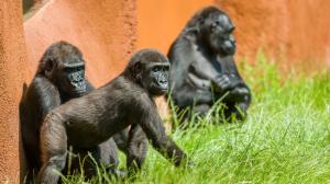 Na snímku zleva Shinda, Ajabu a Kijivu. Foto: Petr Hamerník, Zoo Praha