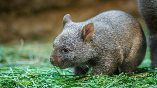 The young wombat is already trying solid food. Photo: Petr Hamerník, Prague Zoo