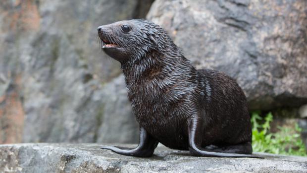 Foto: Václav Šilha, Zoo Praha