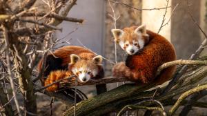 Pandy červené Jerry a Regica, foto: Oliver Le Que, Zoo Praha