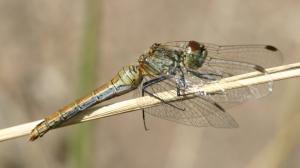 Foto Pavel Krásenský, macrophotography.cz