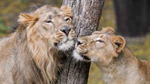 Jamvan and Ginni. Photo: Jaroslav Šimek, Zoo Praha