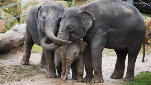 V péči o Situ se střídají takřka všichni členové stáda Foto: Tomáš Adamec, Zoo Praha