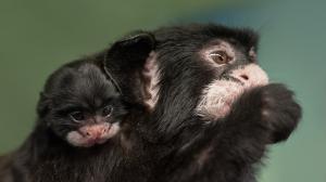 První mládě tamarína bělovousého je převážně v péči matky. Foto: Vít Lukáš, Zoo Praha