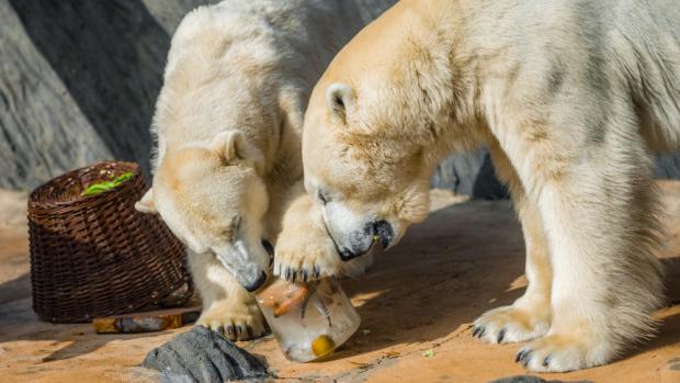 Samice Berta (vlevo) a samec Tom si pochutnávají na zmrzlině z ryb, mrkve a jablek. Foto: Petr Hamerník, Zoo Praha