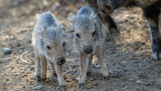 Pekari Wagnerovy nejčastěji lidé zahlédnou ve výběhu v expozičním celku Pláně, jak se vyhřívají ve slunečních paprscích. Foto Petr Hamerník, Zoo Praha