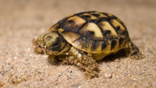 Mládě želvy tuniské, foto: Petr Hamerník, Zoo Praha