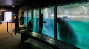 Z páru hrochů chovaných v Zoo Praha je to především devítiletý samec Tchéco, který zvídavě interaguje s návštěvníky. Foto Petr Hamerník, Zoo Praha