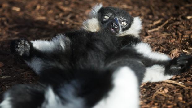 Vari bělopásý, foto: Tomáš Adamec, Zoo Praha