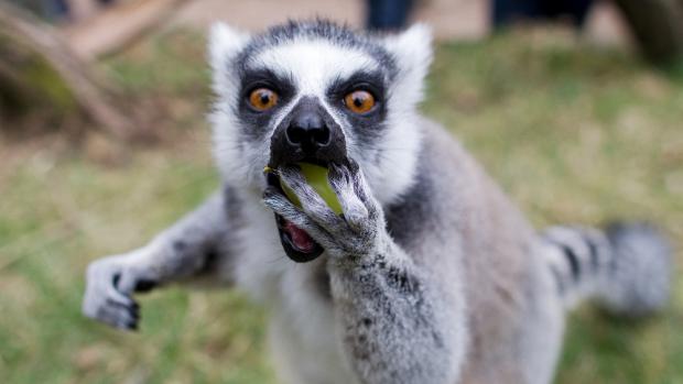 Lemur Island, photo: Tomáš Adamec, Prague Zoo