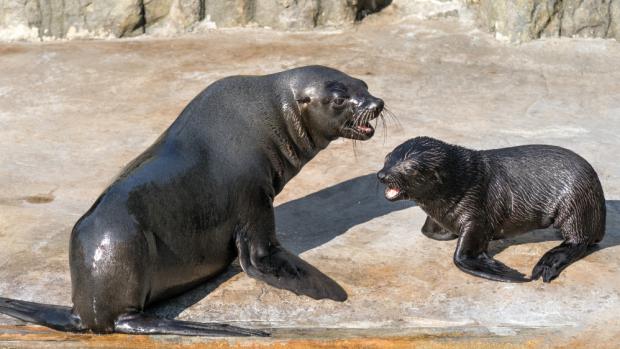 Malý lachtan, Gastonův vnuk, poprvé ve venkovním bazénu. Foto: Petr Hamerník, Zoo Praha