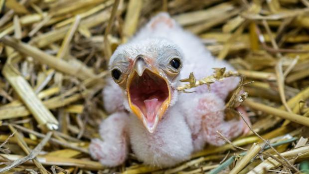 Mládě hadilova se v Zoo Praha vylíhlo po 31 letech. Foto: Petr Hamerník, Zoo Praha