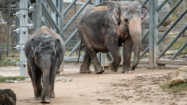 Donna se Sitou, foto: Petr Hamerník, Zoo Praha