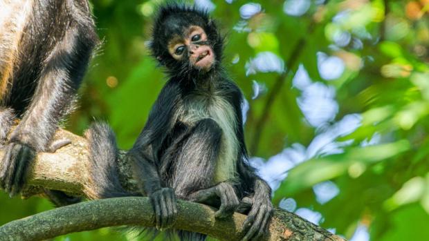 The little Geoffroy's spider monkey Tiko is exactly one year old today. The young, critically endangered species is thriving and during these sunny days, visitors can watch his cute grimaces and antics in the outdoor enclosure. Photo Petr Hamerník, Prague Zoo