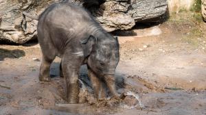 Pro slůně slona indického Maxe jsou největší zábavou kaluže vody. Foto: Petr Hamerník, Zoo Praha