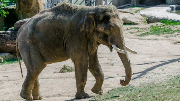 Sloní samec Ankhor, foto: Petr Hamerník, Zoo Praha