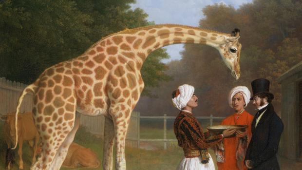 Londýnská žirafa na malbě z roku 1827, v pozadí egyptské krávy, které pro ni dodávaly mléko.