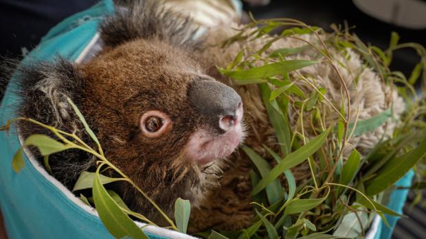 Symbolem nynějších požárů v Austrálii se stali koalové. Na tomto snímku mládě, sameček Micky, který byl přijat do ošetřování v Healesville Sanctuary ve státě Victoria. Foto: Miroslav Bobek, Zoo Praha