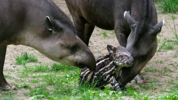 Foto: Petr Hamerník, Zoo Praha 