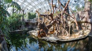 Expozice orangutanů v Indonéské džungli, foto: Petr Hamerník, Zoo Praha