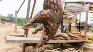 Foto: Miroslav Bobek, Zoo Praha