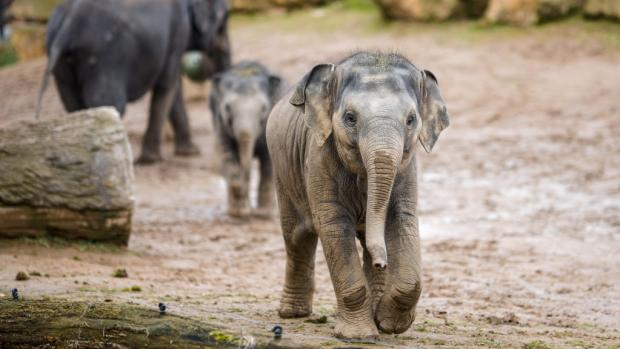 Photo: Petr Hamerník, Zoo Praha