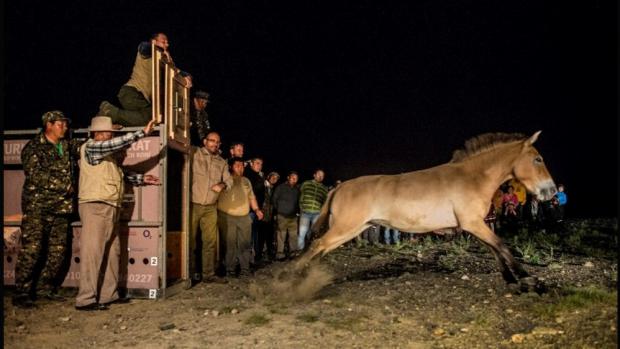 Ředitel Zoo Praha Miroslav Bobek při vypouštění jedné z klisen z transportní bedny. Foto: Petr Jan Juračka, Zoo Praha