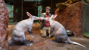 Chovatel Daniel Jančařík při krmení hrabáčů kapských. Foto: Oliver Le Que, Zoo Praha