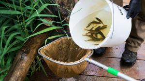 Catching young crucian carp in a pond at Prague Zoo and getting them ready to be taken to Michle, Prague. Photo: Petr Hamerník, Prague Zoo 