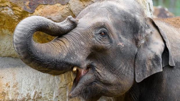 Tamara, foto: Petr Hamerník, Zoo Praha