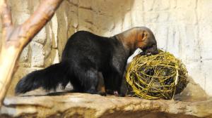 Foto: Martin Smrček, Zoo Praha