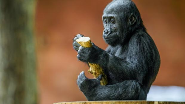 Gorilí samička Mobi, foto: Petr Hamerník, Zoo Praha
