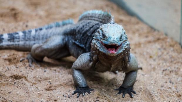 Prague Zoo is the only one zoo in Europe is breeding Grand Cayman Blue Iguanas. They arrived at 2011. Photo Miroslav Bobek, Prague Zoo