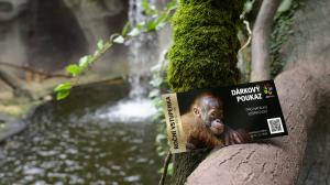 Dárkový poukaz na roční vstupenku je ideálním vánočním dárkem pro příznivce Zoo Praha a její časté návštěvníky. Foto Zoo Praha