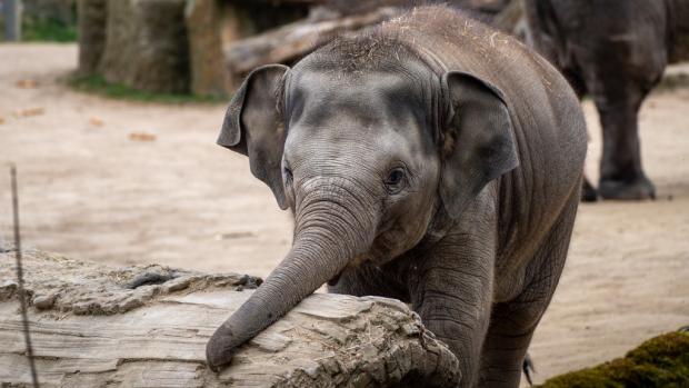 Samička slona indického Amalee (9. května 2020 – 27. ledna 2023). Foto: Petr Hamerník, Zoo Praha