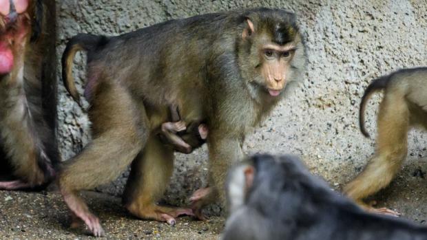 V Zoo Praha se narodilo další mládě makaka vepřího. Celou skupinu těchto primátů, které pražská zoo chová jako jediná v ČR, mohou návštěvníci pozorovat v pavilonu Indonéská džungle. Foto: Petr Hamerník, Zoo Praha.