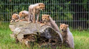 Sobota bude patřit v Zoo Praha gepardím paterčatům, která budou mít křtiny, a návštěvníci je budou moci prvně spatřit. Foto: Petr Hamerník, Zoo Praha.