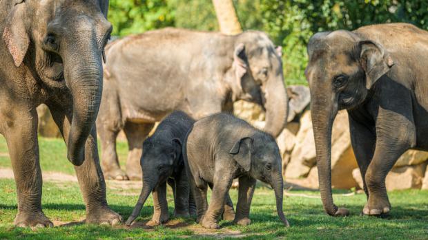 Foto: Petr Hamerník, Zoo Praha