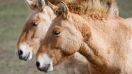 Przewalski’s Horses. Photo: Miroslav Bobek, Prague Zoo
