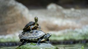 Želvy v pavilonu Čambal. Foto: Oliver Le Que, Zoo Praha