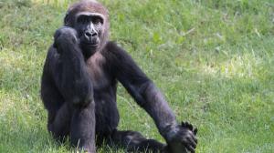 Jedním z nedělních oslavenců v Zoo Praha bude pětiletý samec gorily nížinné Nuru. Autor: Vít Lukáš, Zoo Praha