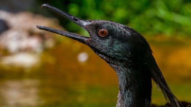 Brazilian merganser, photo: Zooparque Itatiba