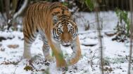 Tygrům ussurijským elegantní kombinace oranžové a černé na bílém pozadí opravdu sluší. Na rozdíl od svých tropických příbuzných jsou sibiřští tygři huňatější, mohutnější a především zespoda světlejší. Na snímku je samice tygra ussurijského Arila ve výběhu expozičního celku Severský les. Foto Petr Hamerník, Zoo Praha